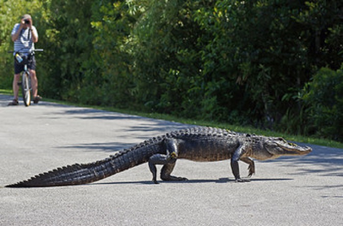 American alligator walking across bicycle path at Shark Valley in the Everglades National Park, Florida, USA