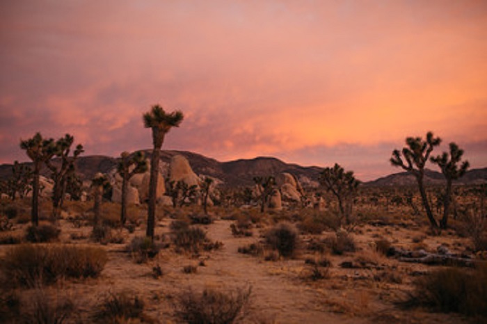 Joshua Tree Pink Sunset in the Hot Desert of Mojave National Preserve