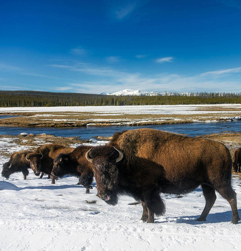 A snowy landscape with Bison and blue skies overhead