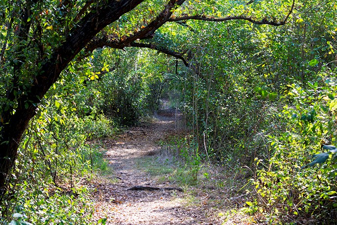 Coastal Prairie Hiking Trail at the Everglades National Park