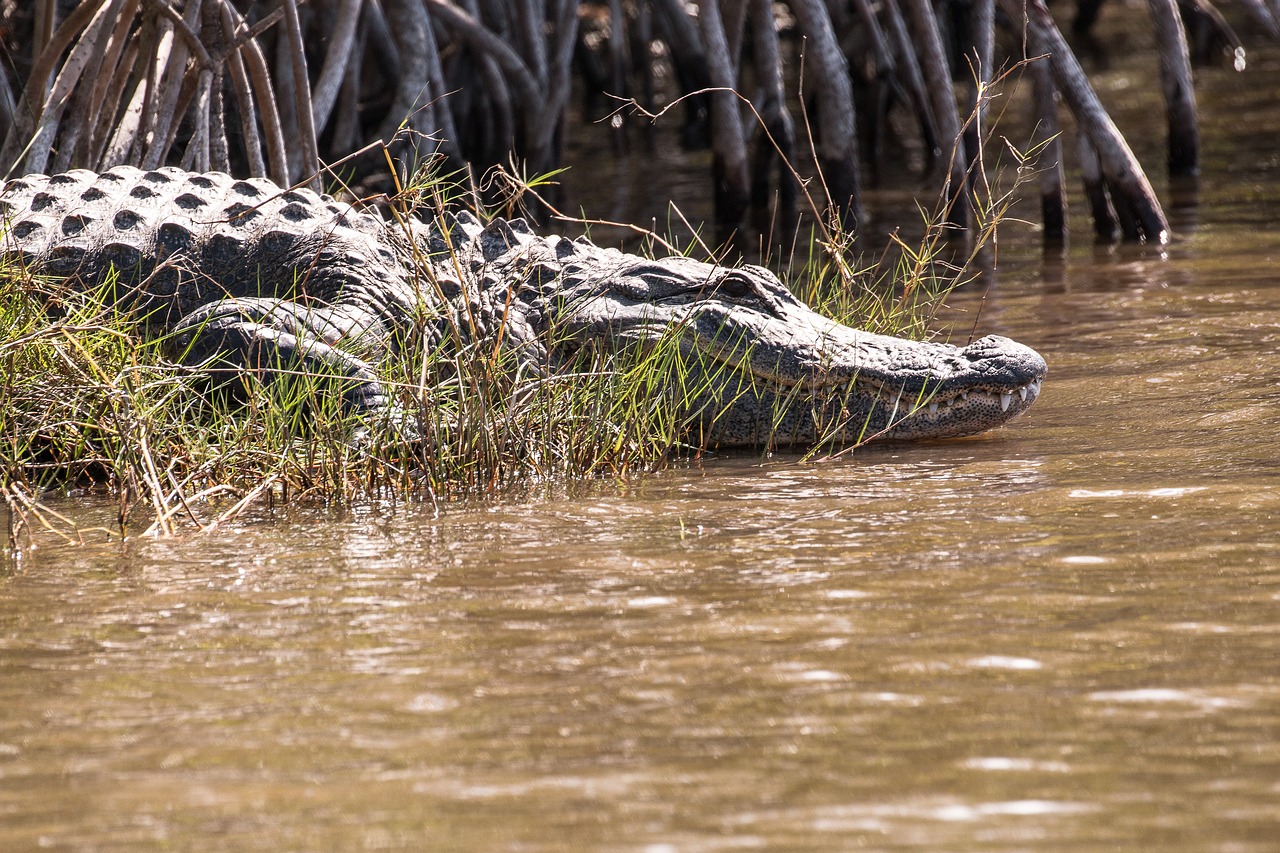 Alligator at the Everglades National Park