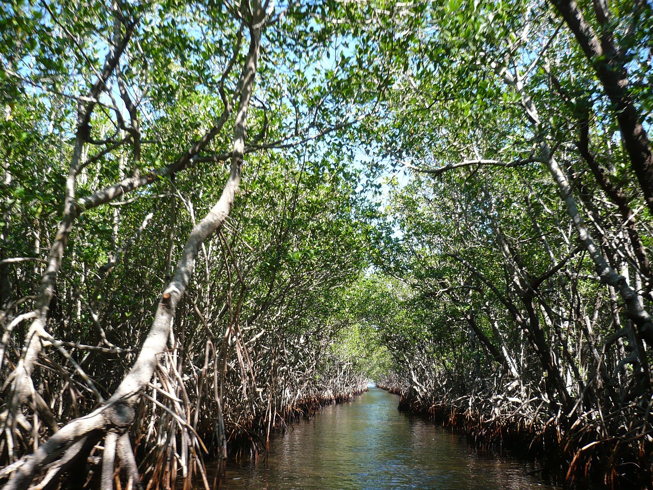 Mangroves at the Everglades Nation Park