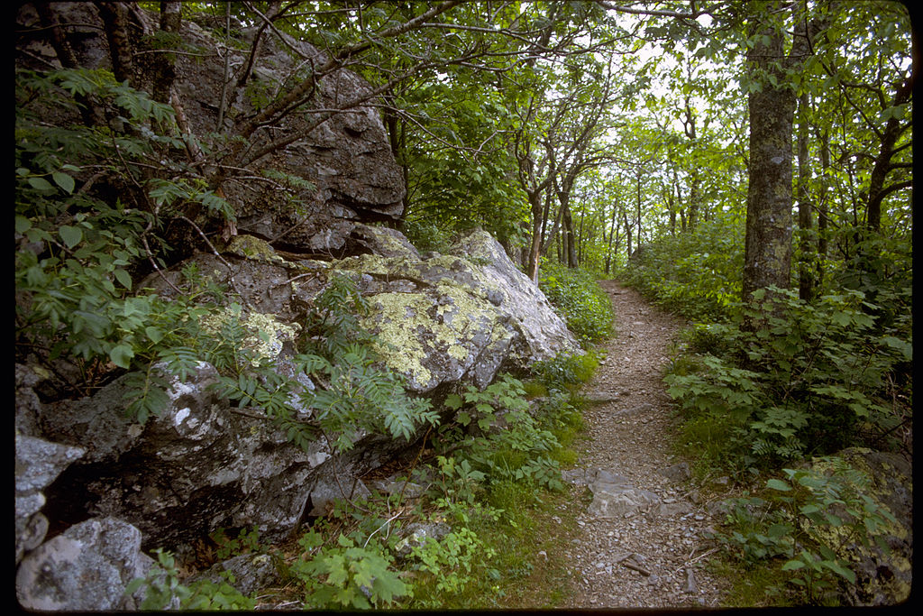 Trail at Shenandoah National Park