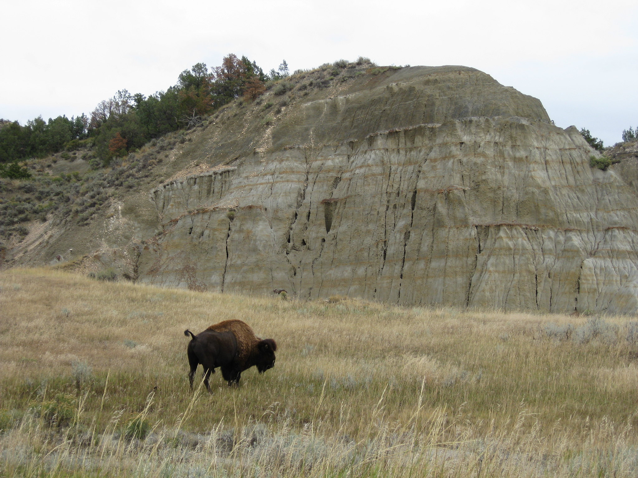 Buffalo at Theodore Roosevelt National Park south unit 