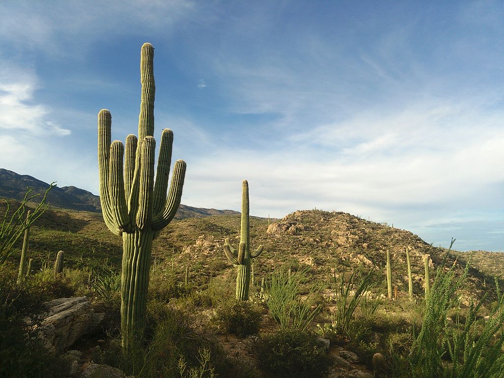 Rincon Mountains viewed from the Saguaro National Park