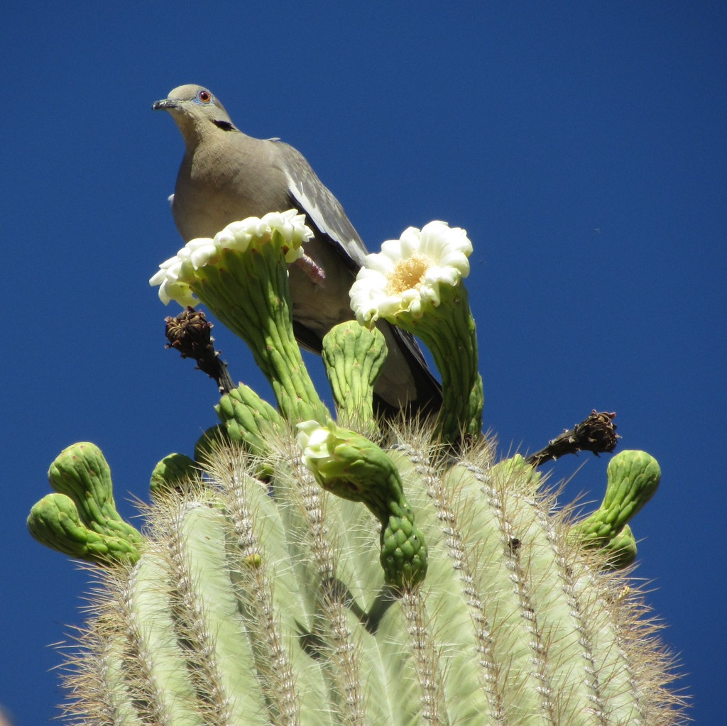 Saguaro Cactus in bloom with a white dove.