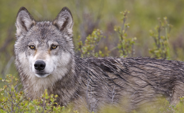 Gray wolves protected in our National Parks.