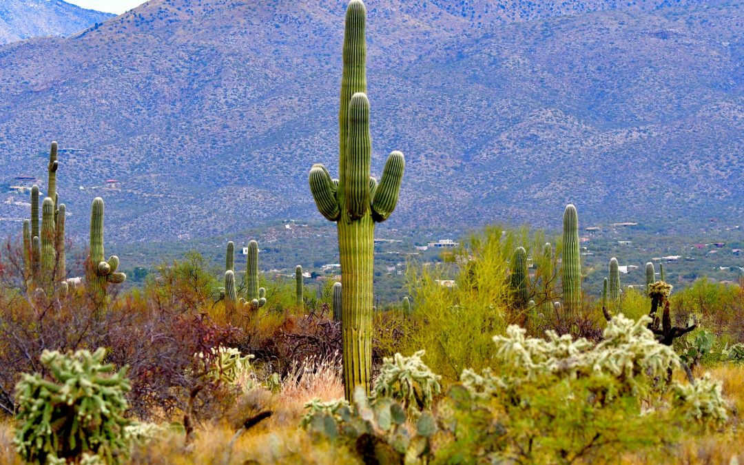 3 Ways to Appreciate the Cacti of Saguaro National Park