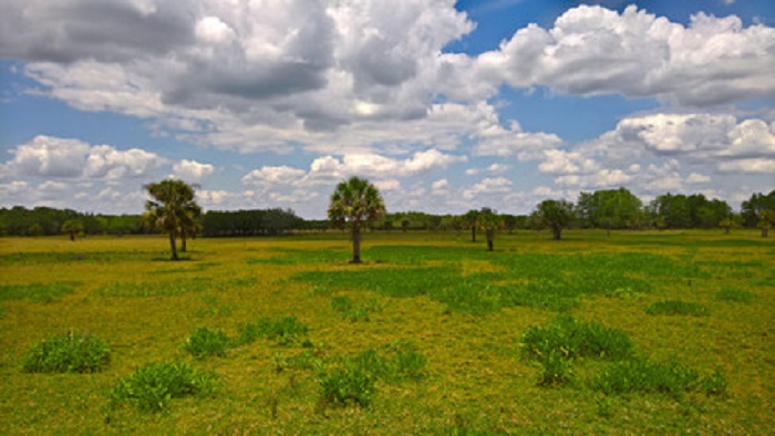 View at the landscape in Everglades National Park