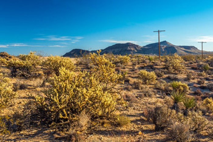 Mojave Desert-Cima Dome at Mojave National Preserve