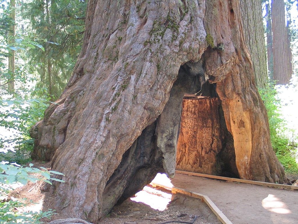 CalaverasTreeTunnel1 Tree tunnel at calaveras big trees state park