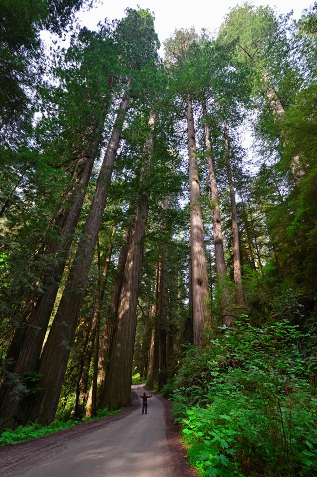 A person standing in the middle of Howland Hill Road in the Redwood National Forest, surrounded by giant redwoods with green foliage and blue skies peeking through.