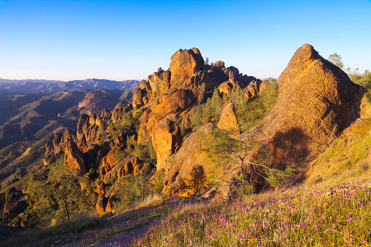 The side of a wildflower covered hill in Pinnacles National Park